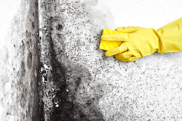 Office Mold Removal Services in Armonk, NY