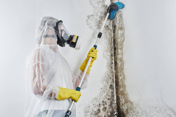Professional Mold Removal in Armonk, NY