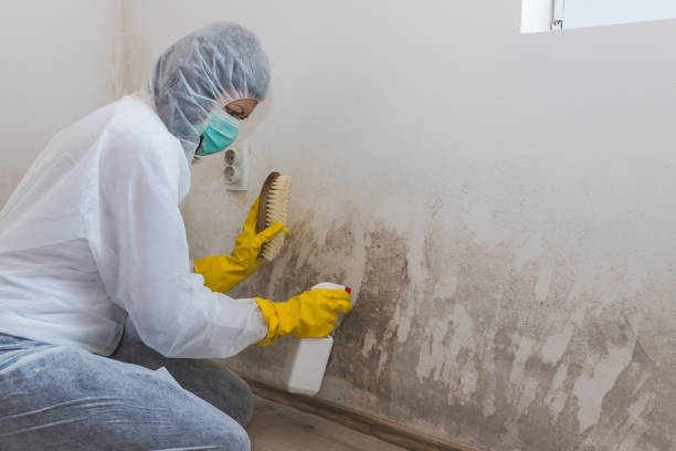 Best Best Mold Removal Companies  in Armonk, NY