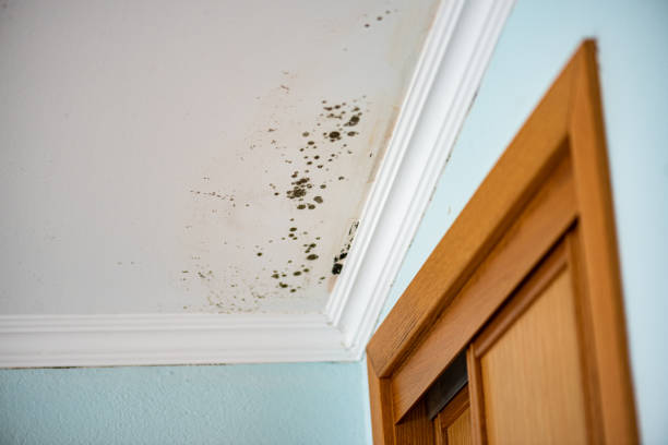 Mold Testing and Removal in Armonk, NY