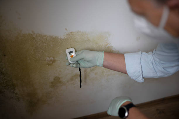 Best Fast Mold Removal  in Armonk, NY