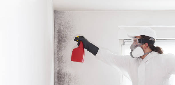 Best Office Mold Removal Services  in Armonk, NY