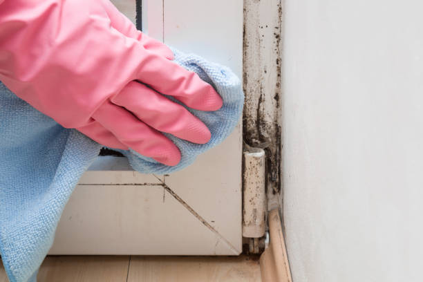 Best Local Mold Removal Service  in Armonk, NY
