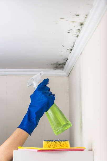 Best Mold Damage Repair  in Armonk, NY