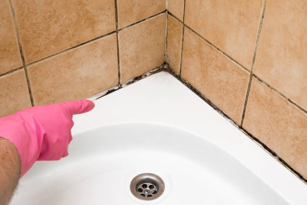 Best Affordable Mold Removal  in Armonk, NY